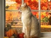 Happy November Cat