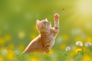 June kitten