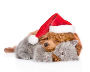 Dog and Cat cuddling