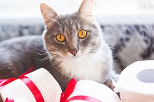 Cat playing with paper rolls