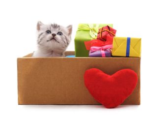 February Valentine Kitty