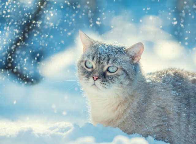 Snowy Cat