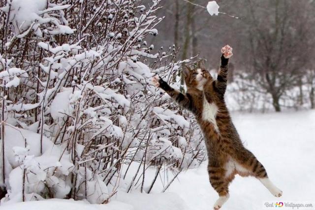 Cat dancing in the snow